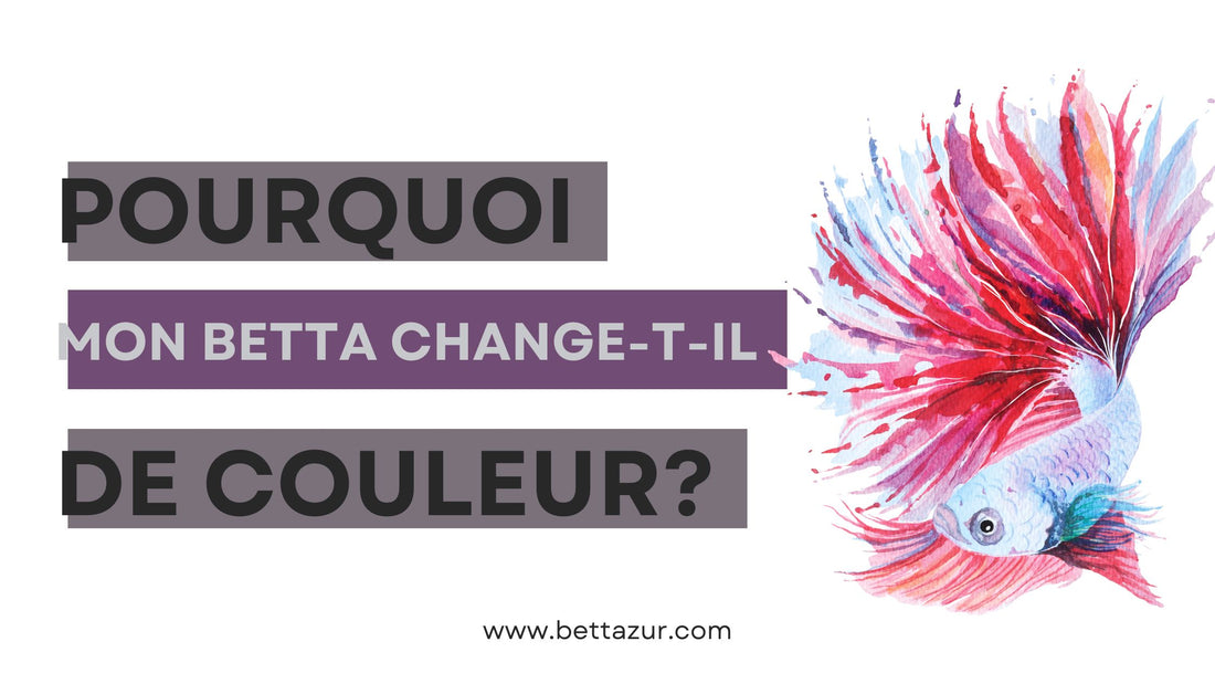 blogue betta change couleur