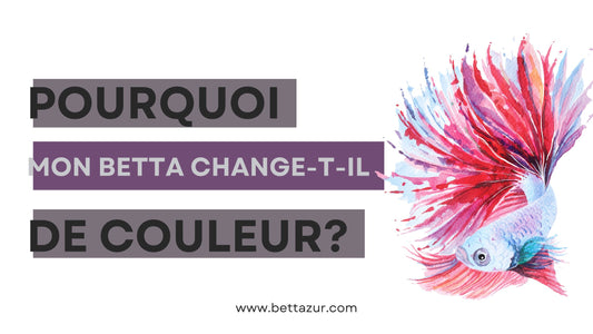 blogue betta change couleur