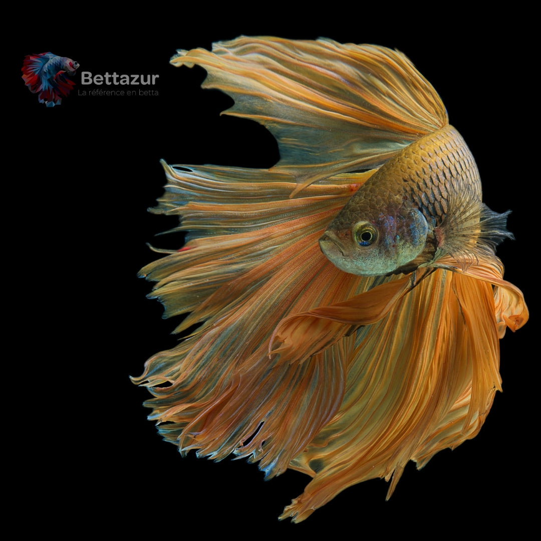 Betta | Combattant Siamois | Bettazur Québec – tagged 