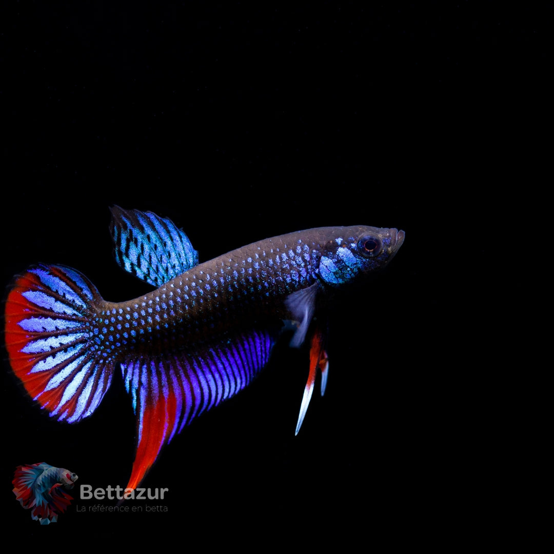 Betta Imbellis | Bettazur Quebec