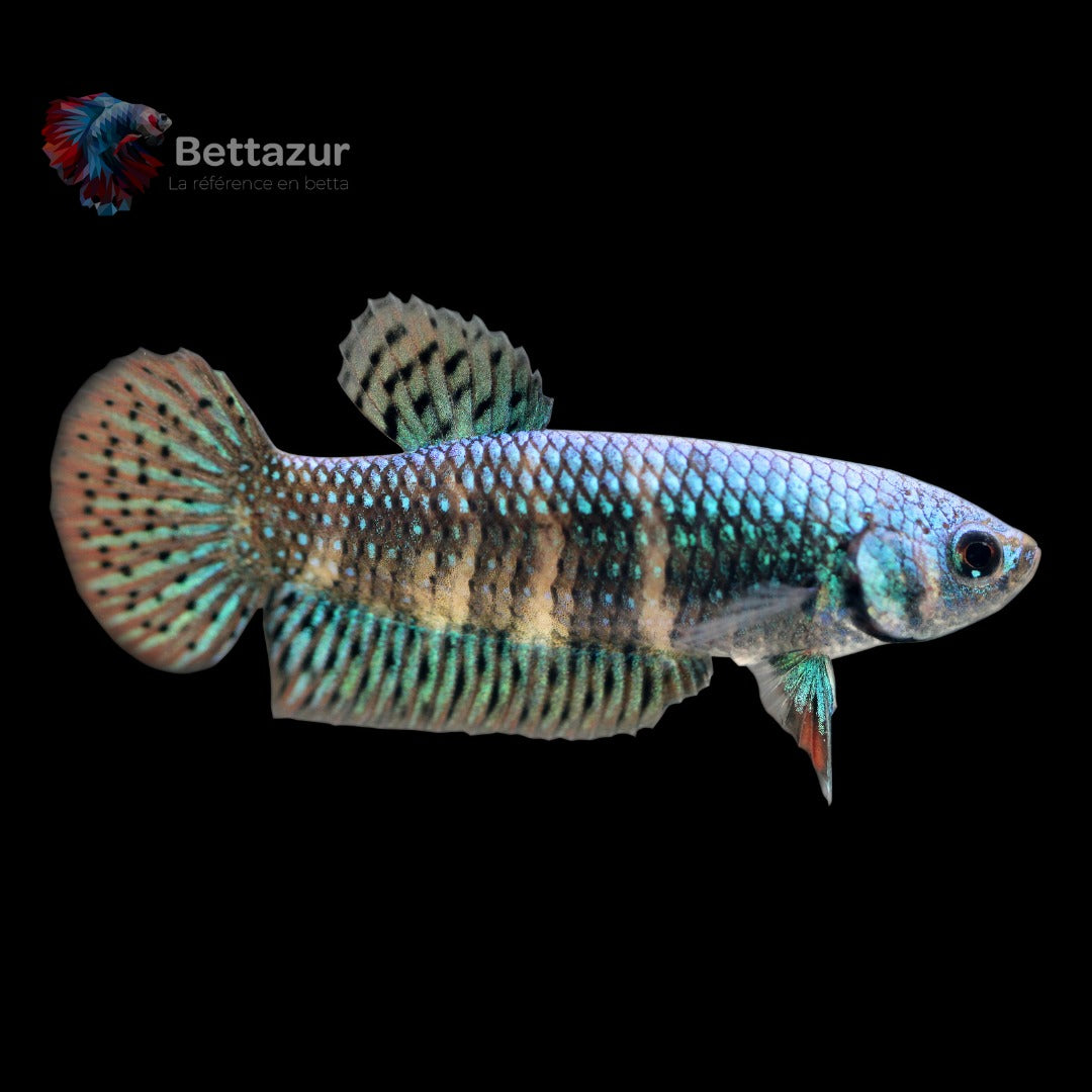 Complexe Betta Coccina | Bettazur Quebec