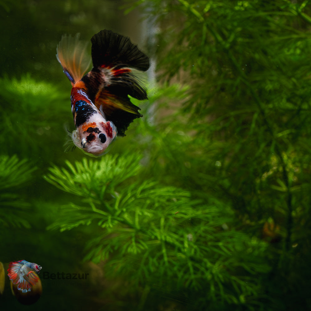 HM Galaxy Nemo Koi | Mâle Juvénile B17 | ADOPTE