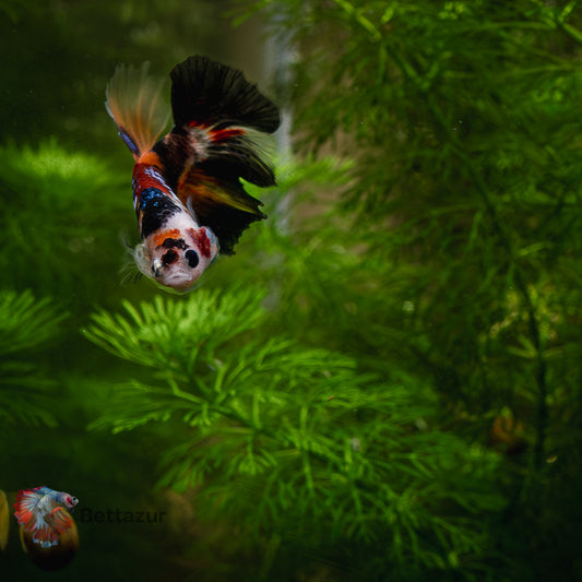 HM Galaxy Nemo Koi | Mâle Juvénile B17 | ADOPTE