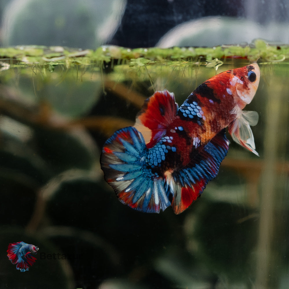 HMPK Nemo Galaxy Koi | Mâle MS201 | ADOPTE