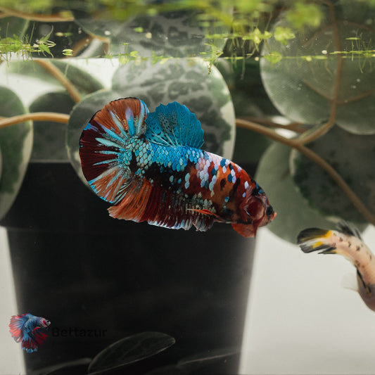 HMPK Nemo Galaxy | Mâle PK-MS-03 | ADOPTE