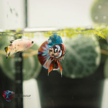 HMPK Nemo Galaxy | Mâle PK-MS-03 | ADOPTE