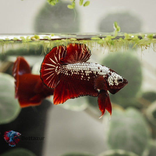 HMPK Red Samouraï | Mâle PK-MS-09 | ADOPTE