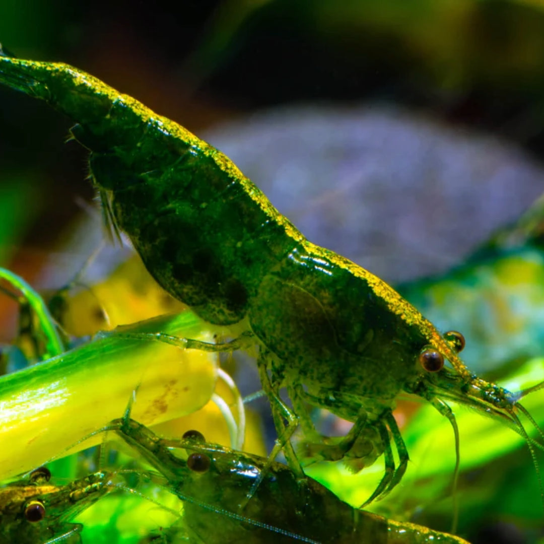 Néocaridina Davidi